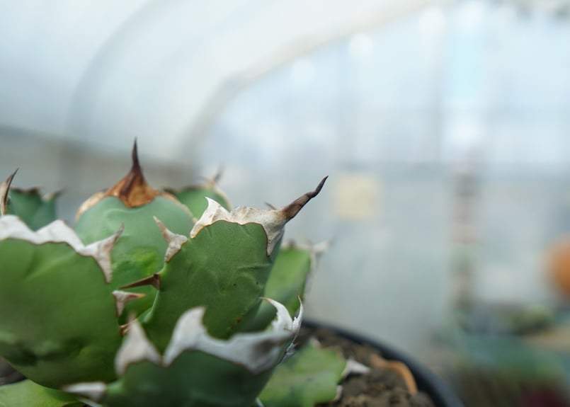 アガベ チタノタ ドワーフ agave titanota dwarf No.2 | mana