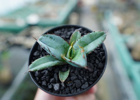 アガベ　チタノタ　 ブラックアンドブルー 　Agave titanota black and blue　No.10