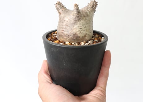 パキポディウム　カクチペス　未発根株