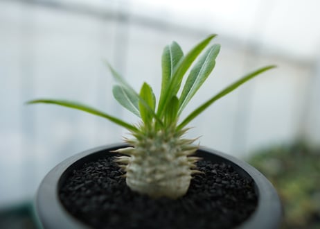 パキポディウム　恵比寿大黒　Pachypodium Densicaule　No.7