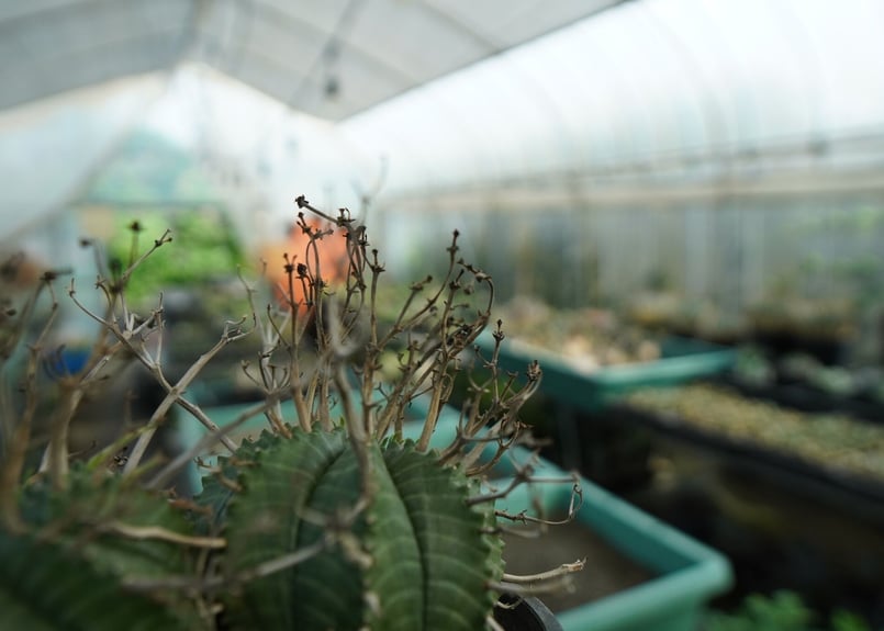 ユーフォルビア スーパーバリダ Euphorbia super valida No.1 |