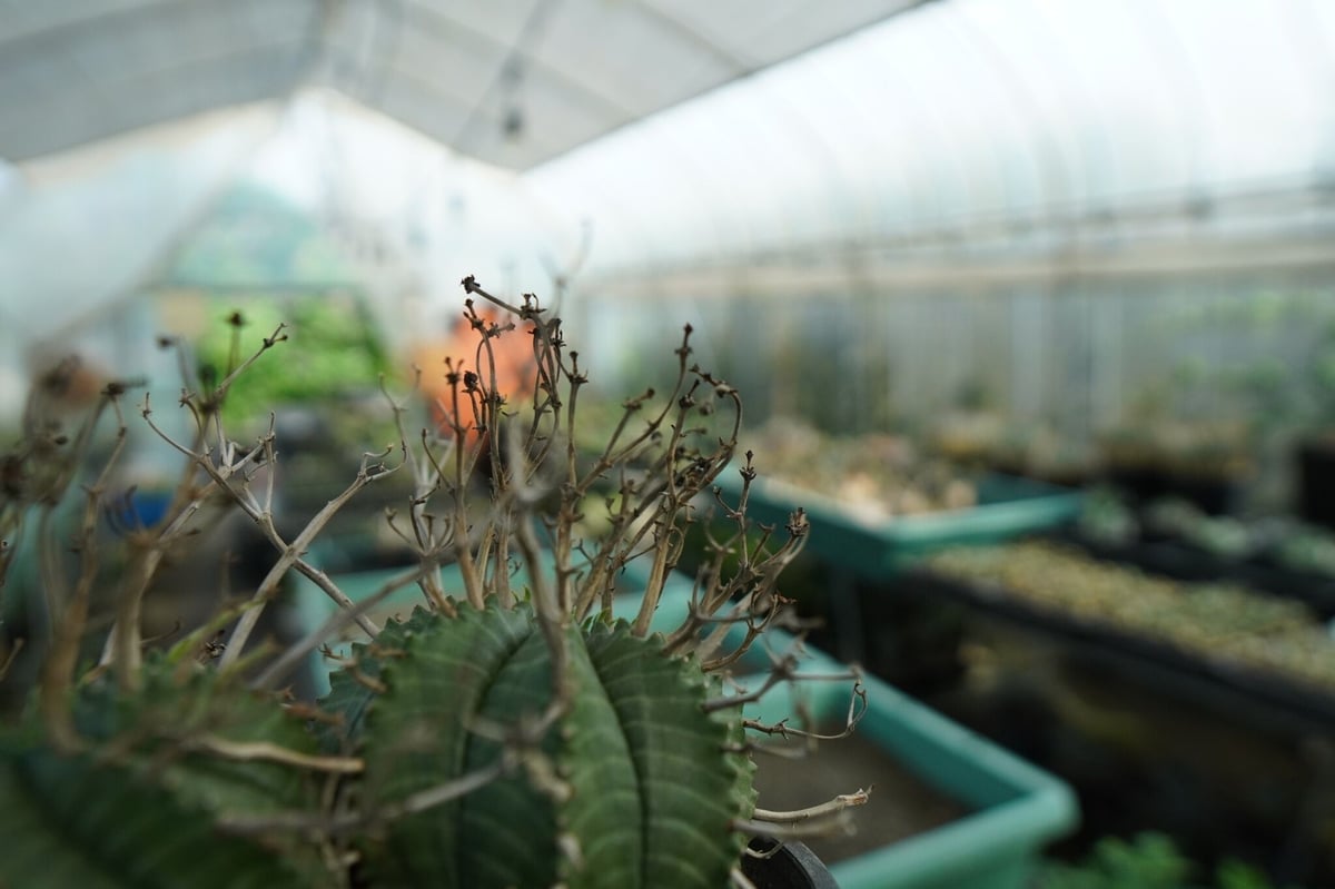 ユーフォルビア スーパーバリダ Euphorbia super valida No.1 |