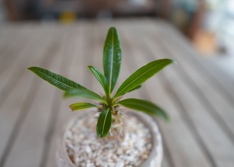 パキポディウム ​フィヘレネンセ Pachypodium lamerei var. fiher