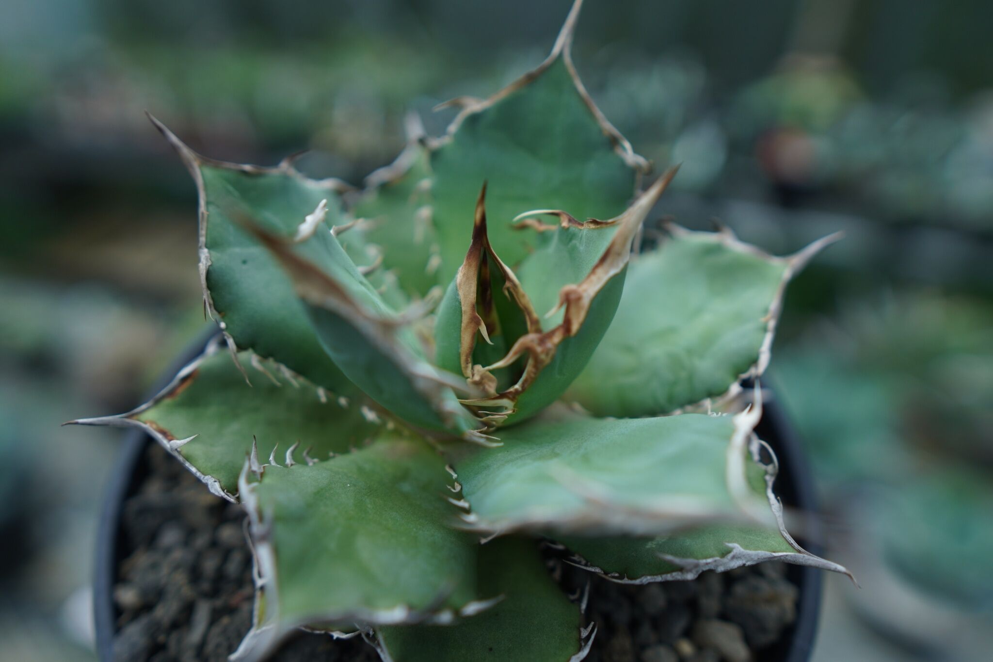 アガベ チタノタFO-076 US アガベ チタノタ FO-76 agave titanota FO-76 No.3 | man
