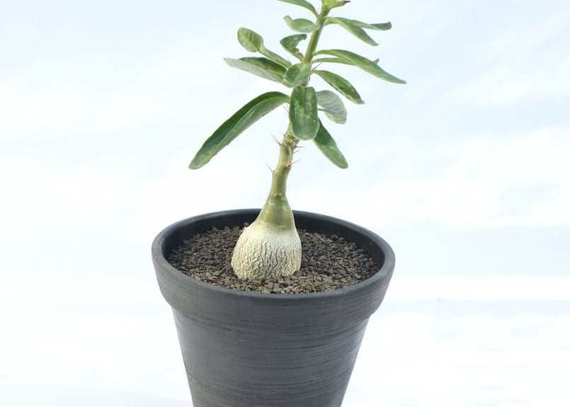 塊根植物 パキポディウムビスピノーサム パキポディウム「ビスピノーサム」 - GREEN -グリーン-