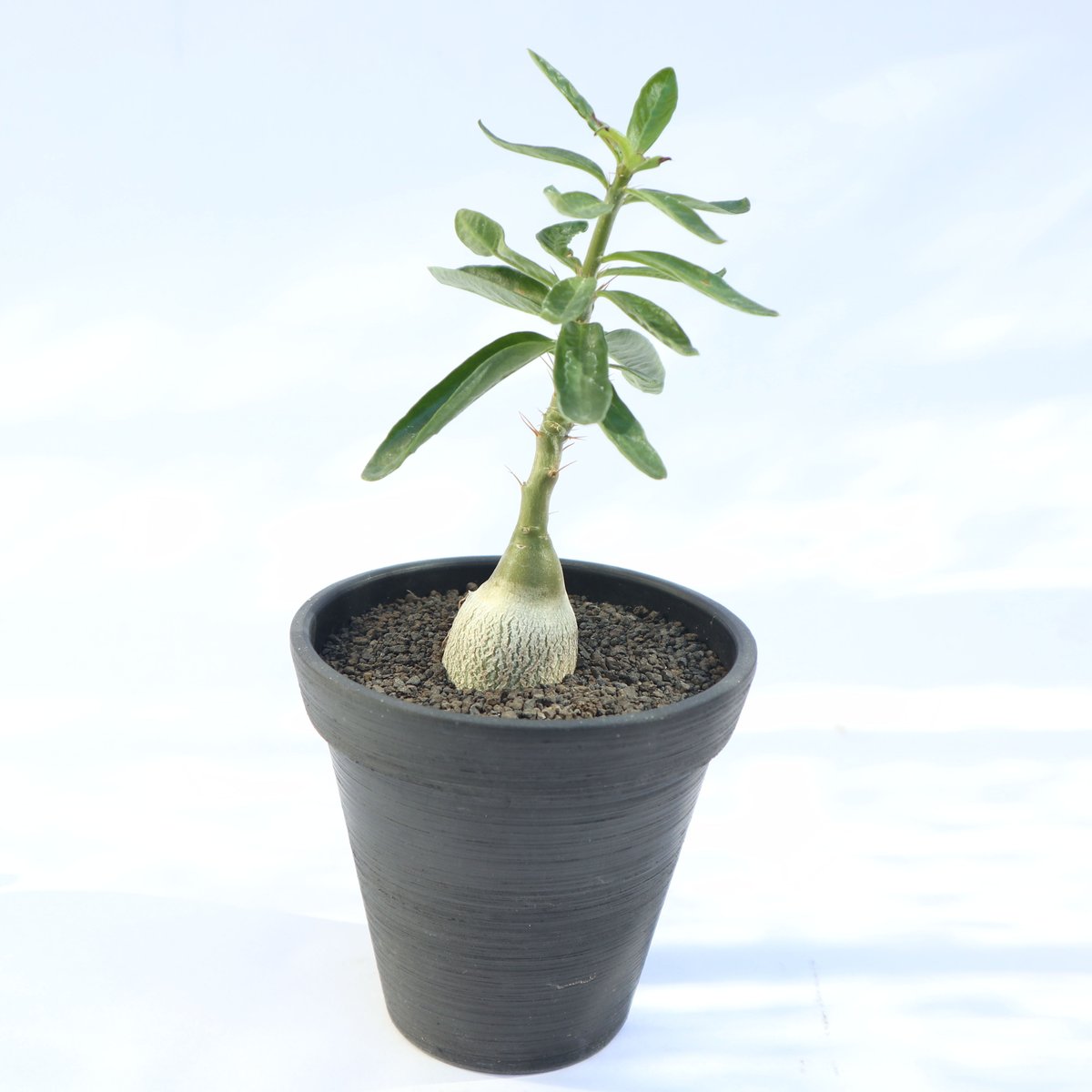 素晴らしい価格 パキポディウム ビスピノーサム 植物/観葉植物