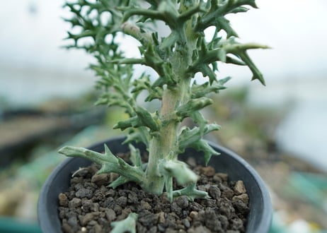 ユーフォルビア　ステノクラーダ錦　Euphorbia Stenoclada