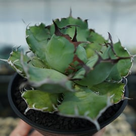 アガベ　黒鯨　発根済み 1 Agave titanota Black Whale アガベ チタノタ 黒鯨 極上 子株