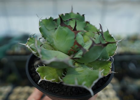 アガベ　チタノタ　黒鯨　Agave titanota black whales　No.3