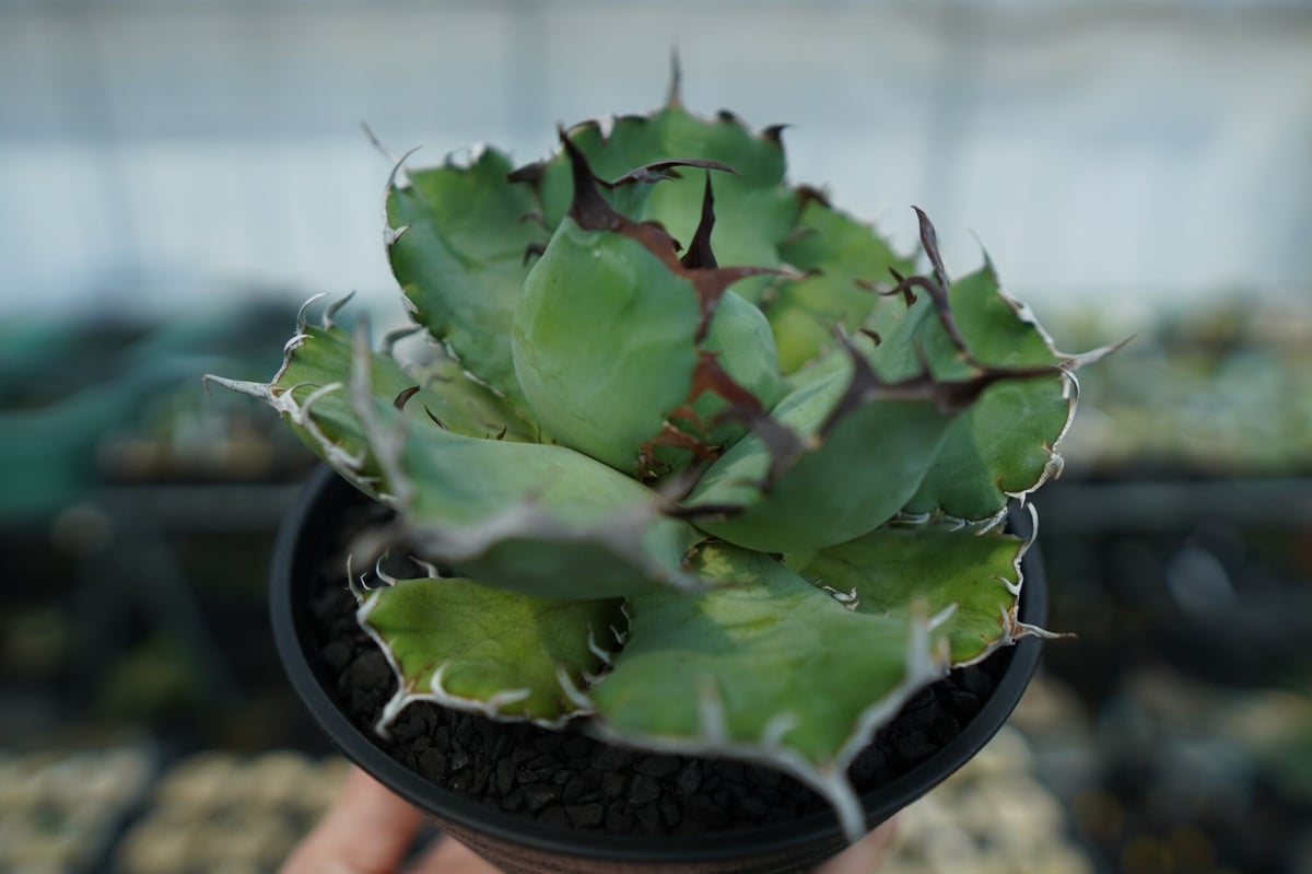 アガベ チタノタ 黒鯨 Agave titanota black whales No.3 |