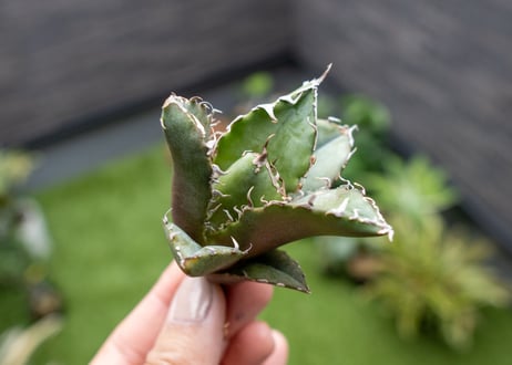 Agave titanota 白鯨嚴龍 カキコ NO.3