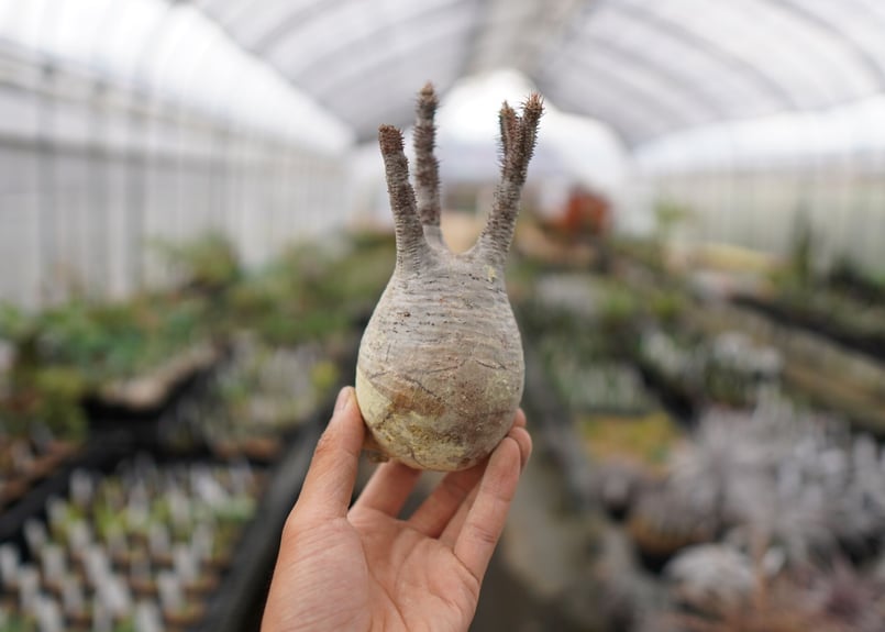 パキポディウム グラキリス　現地球　特大　抜苗発送 title『パキポディウム グラキリス 現地球 良型 抜き苗発送 2020 A