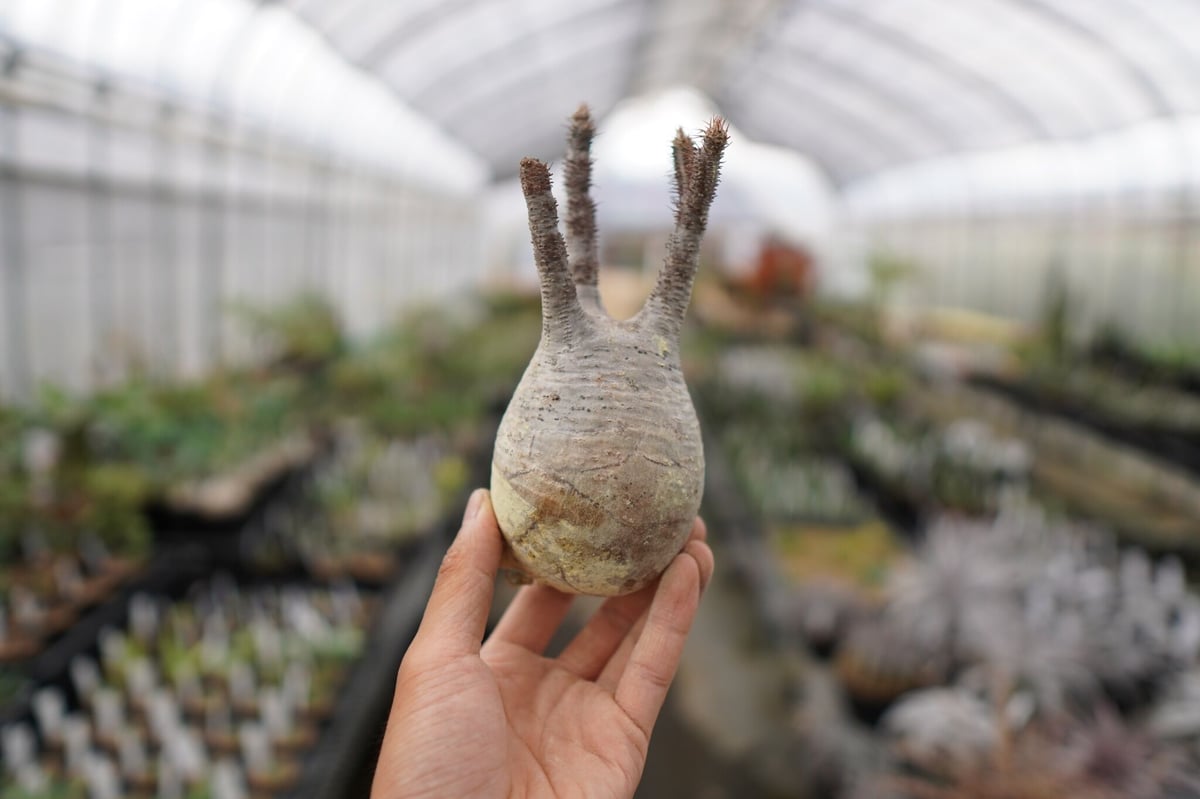 パキポディウム・グラキリス 抜き苗 〈29〉 | mana's farm