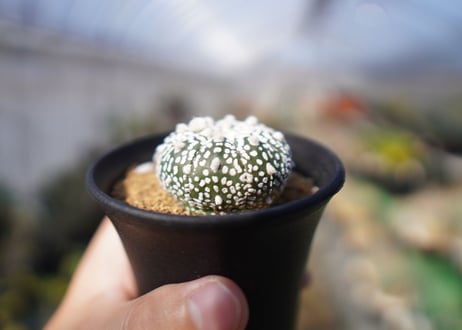 アストロフィツム　スーパー兜 Astrophytum asterias 'Super Kabuto'　No.1