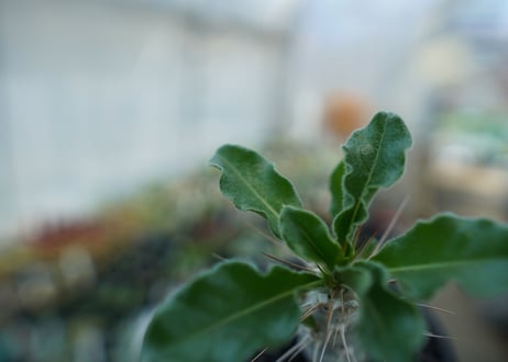 パキポディウム　サンデルシー　Pachypodeium saundersii  No.2