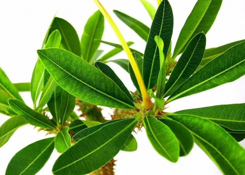 Pachypodium makayense パキポディウム マカイエンセ 魔界玉 | mana