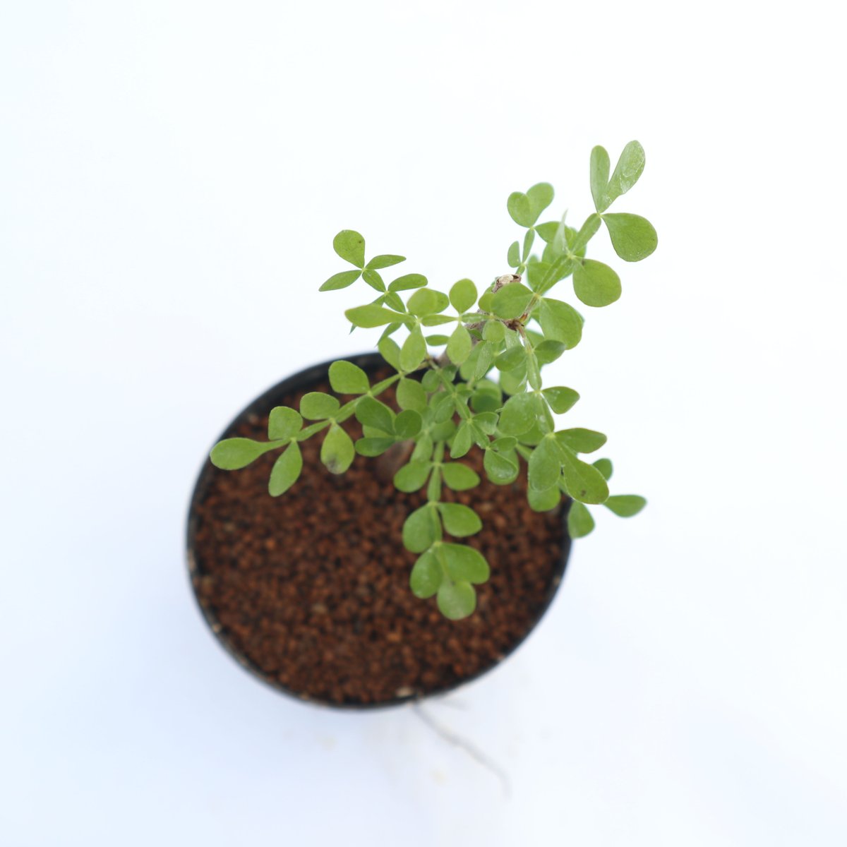 オペルクリカリア　デカリー【実生株】① オペルクリカリア デカリー実生／Operculicarya decaryi no.10096