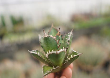 agave titanota　レッドキャットウィーズル　№3