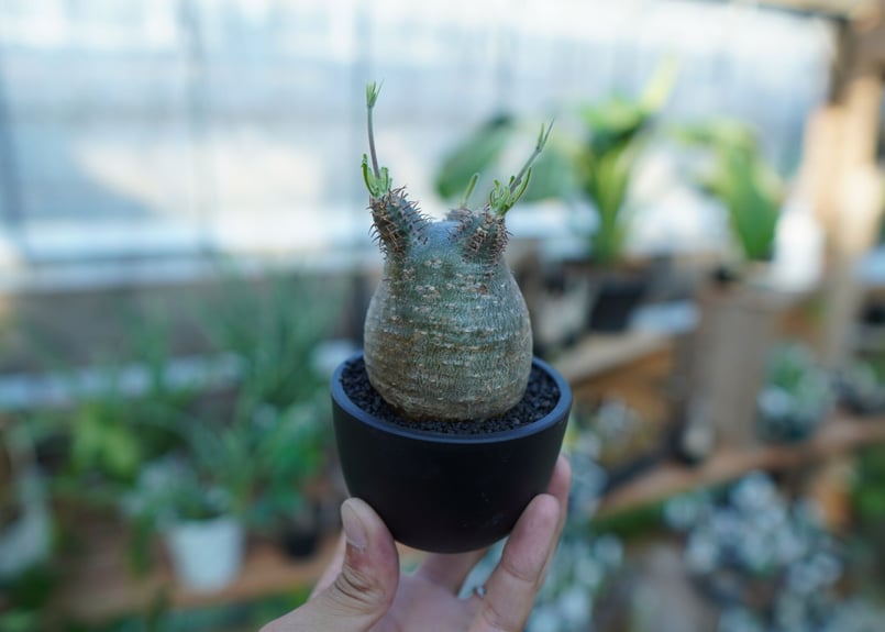 未発根】パキポディウム グラキリス Pachypodium Gracilius No.3