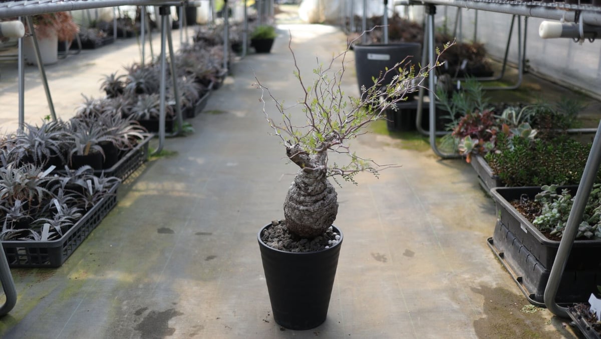 オペルクリカリア パキプス《2》 | mana's farm:塊根植物・アガベ