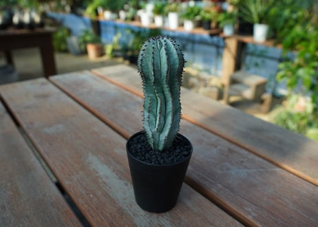 ユーフォルビア　ホリダ　スノーフレーク　Euphorbia horrida "Snowflake"