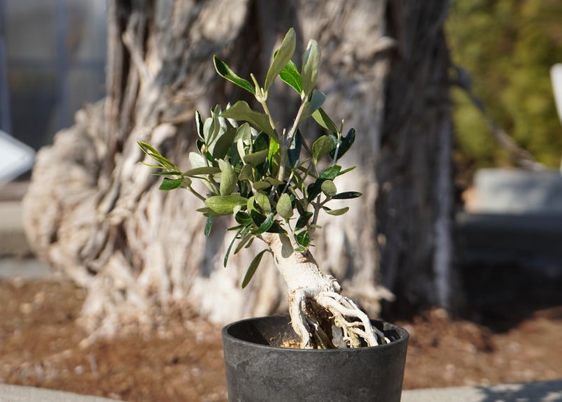 盆栽オリーブ 根上がり ルッカ | mana's farm:塊根植物・アガベ