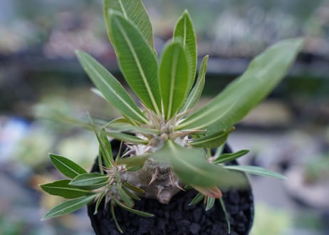 パキポディウム　ロスラツム　Pachypodium rosulatum  No.2
