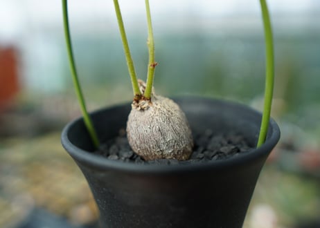 チロセマ ファッソグレンシス　 Tylosema fassoglensis