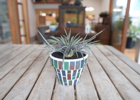 ディッキア コリスタミネア Dyckia choristaminea