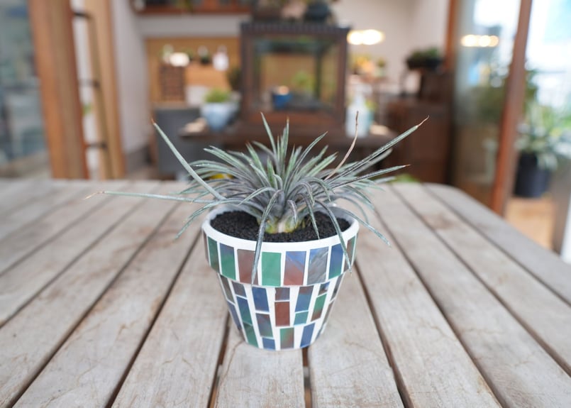 ディッキア コリスタミネア Dyckia choristaminea | mana's far