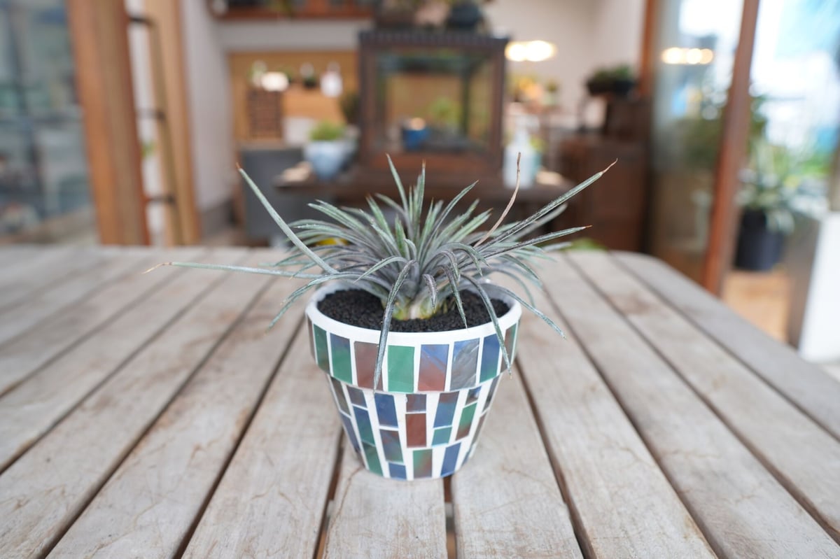 ディッキア コリスタミネア Dyckia choristaminea | mana's far