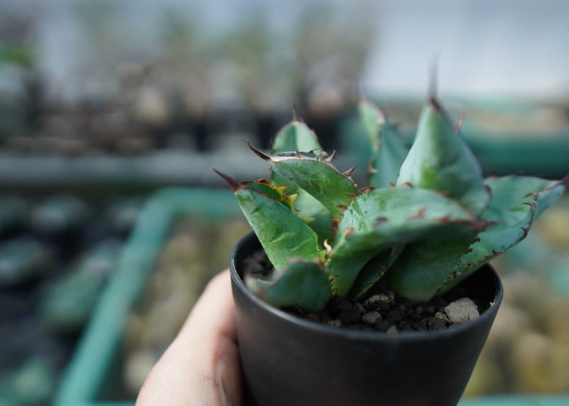 アガベチタノタ　ブラックアンドブルー　2頭 アガベ チタノタ ブラックアンドブルー 2頭 Agave titanota