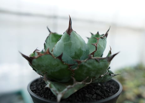 アガベ　チタノタ　 ブラックアンドブルー 　Agave titanota black and blue　NO.4