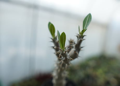 パキポディウム　デンシフローラム　Pachypodium densiflorum　No.4