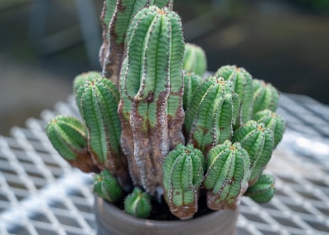 ユーフォルビア　アノプリア　Euphorbia anoplia