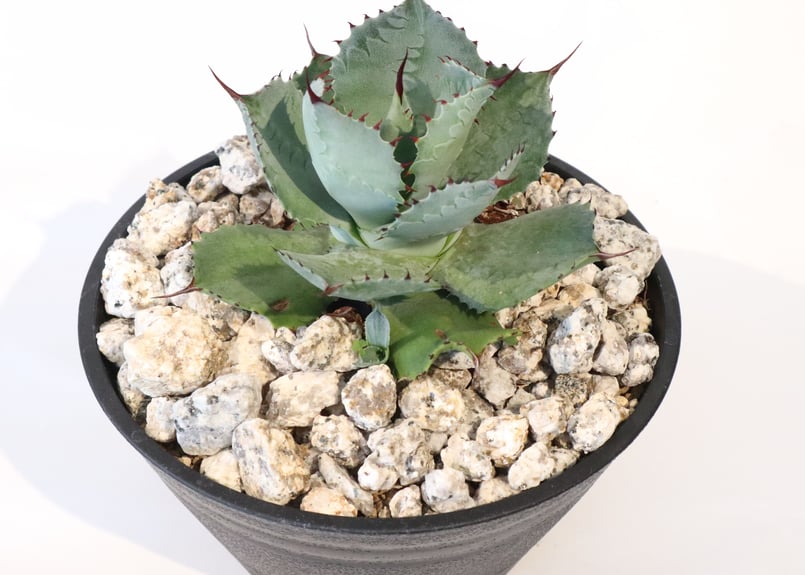 アガベ 風雷神 | mana's farm:塊根植物・アガベ・ドライガーデン植物