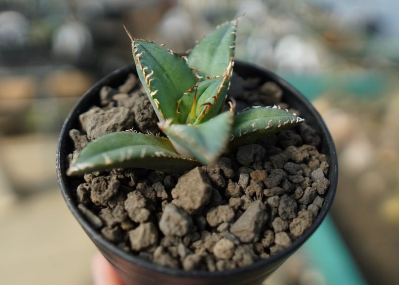 オンライン限定】アガベ チタノタ FO-76 agave titanota FO-76 N