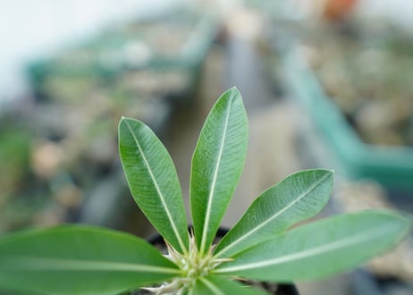 パキポディウム　デンシフローラム Pachypodium densiflorum