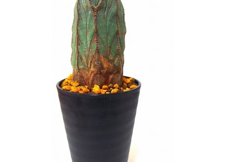 ユーフォルビア　オベサ Euphorbia obesa
