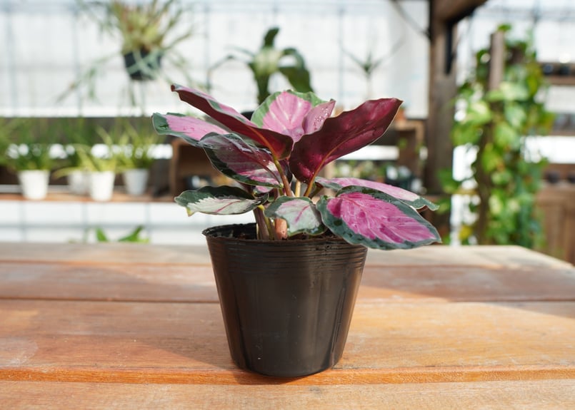 カラテア ロゼオピクタ ロージー Calathea roseopicta ”Rosy” | m