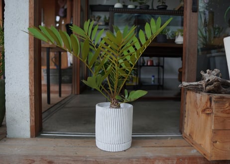 ザミア フロリダーナ　Zamia floridana