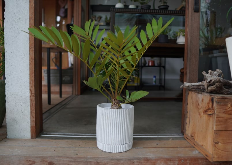 ザミア フロリダーナ Zamia floridana | mana's farm:塊根植物
