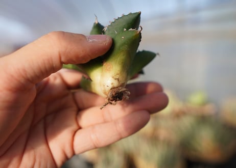 agave titanota ソーラーエクリプス　 NO.1