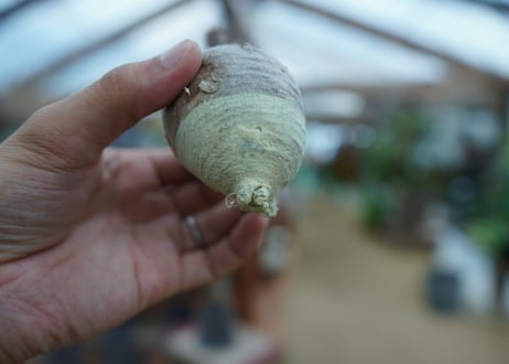 【抜き苗】パキポディウム　グラキリス　 Pachypodium Gracilius  No.4