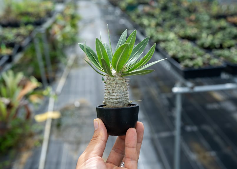 ぶ*ぅ様 【実生苗！！】 パキポディウム ロスラーツム 実生苗 パキポディウム：ロスラーツム 実生苗 2.5号ポット の通販