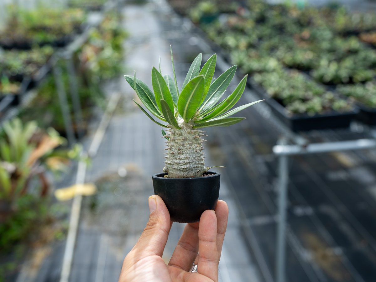 ロスラーツム マンドリツァラ 種子 5粒 現品限り