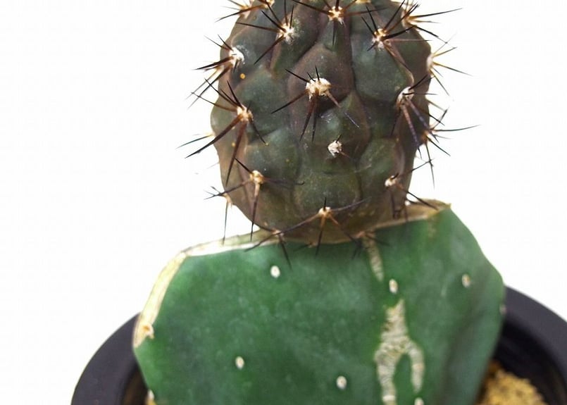 Copiapoa cinerea コピアポア 黒王丸 接ぎ木 | mana's green: Copiapoa cinerea コピアポア 黒王丸 接ぎ木 | mana's green: