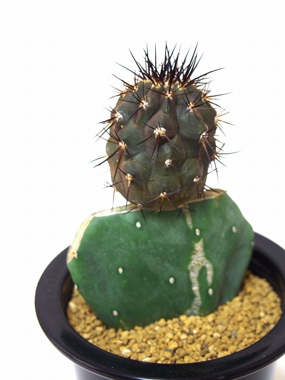 Copiapoa cinerea コピアポア 黒王丸 接ぎ木 | mana's farm:塊