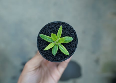 パキポディウム　恵比寿笑い　Pachypodium brevicaule　No.4