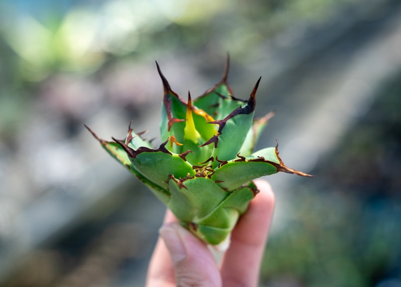 アガベ FO-76 インドネシア カキコ株 NO.1 | mana's farm:塊根植物・